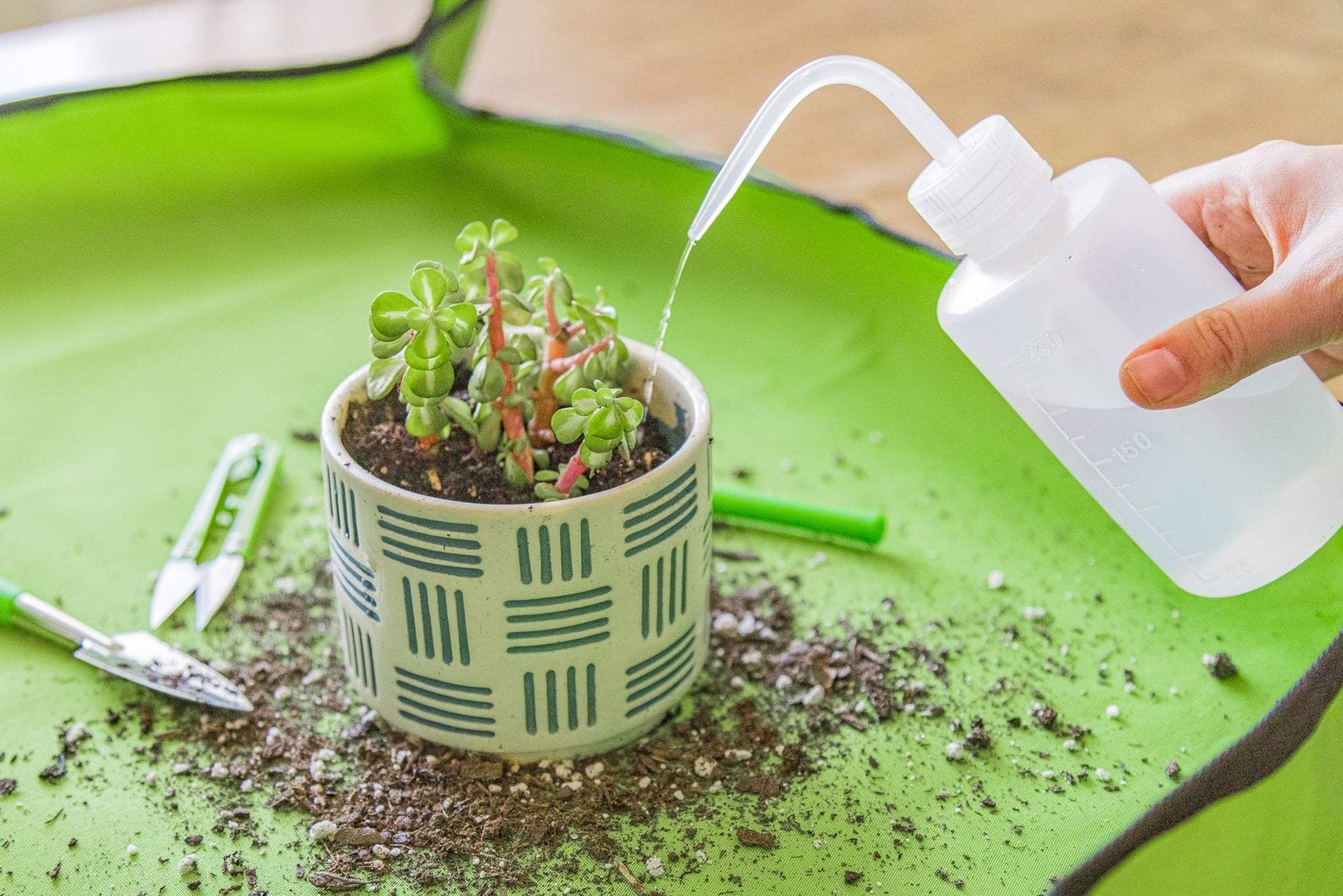 Gardening Set | 14 - Piece Stainless Steel Tool Set for Indoor Plants! - homecomforts